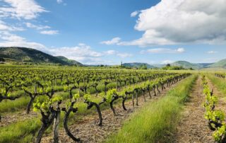 Caveau des vignerons d'Alba