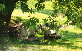 “Ardèche chestnuts & pollard oak!” Path