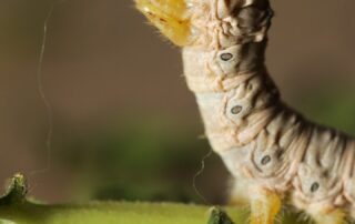 chenille de Bombyx du Mûrier élevée au musée