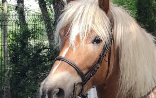 Guided Hike on horseback  - Equitation Chavetourte