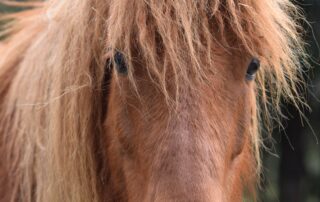 Balades à poneys et stages poneys à thème