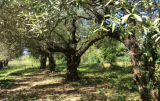 L'Oliveraie de la Bastide