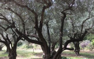 L'Oliveraie de la Bastide