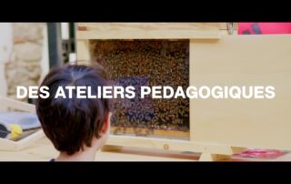 Le monde secret des abeilles !