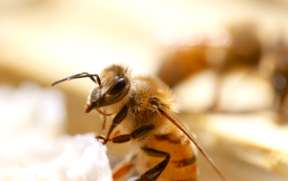 Une abeille cirière