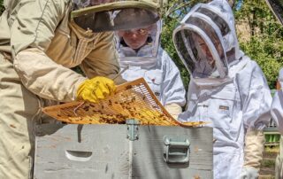 Le Baptême d’Apiculture