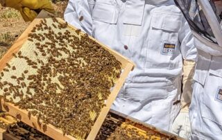 Découvrez la vie intime des abeilles