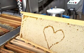 Visit to Les Ruchers de l'Ibie honey factory