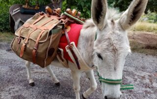 Partez avec les ânes de Camin’âne