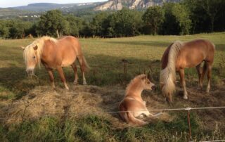 Ferme Equestre - Equitation Chavetourte