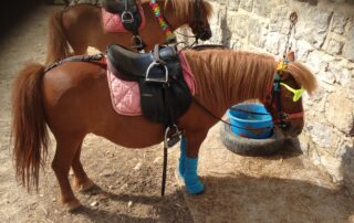 Balades à poneys et stages poneys à thème